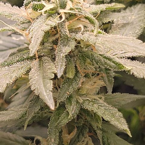 Sky OG. growlog photo: Getting really sticky! She smells so good! 😍 