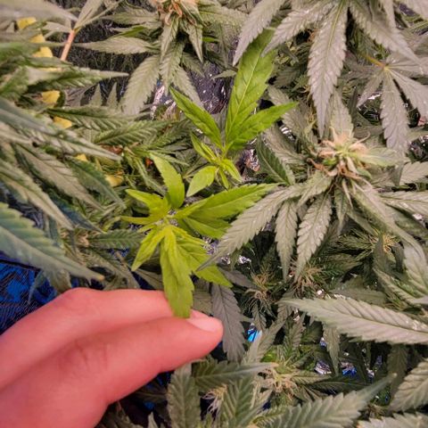 Sky OG. growlog photo: These two random sprouts. pre-flowering! Not sure why or when these popped up but they have to be removed and transplanted. They are about 7 weeks behind the rest of the plant. New clones! Again! 