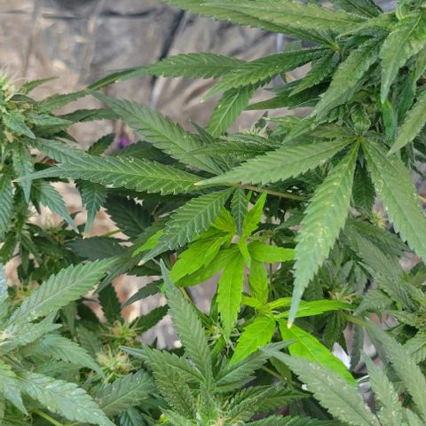 Sky OG. growlog photo: These two random sprouts. pre-flowering! Not sure why or when these popped up but they have to be removed and transplanted. They are about 7 weeks behind the rest of the plant. New clones! Again! 