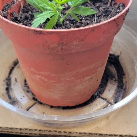 Sky OG. growlog photo: Removed the premie babies from the top conopie of the mama plant. Off they go the grow tent #2 with other siblings! Hoping they stick. 