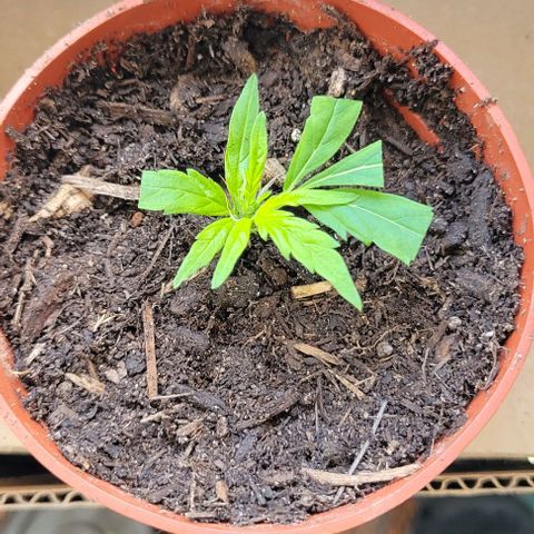 Sky OG. growlog photo: Removed the premie babies from the top conopie of the mama plant. Off they go the grow tent #2 with other siblings! Hoping they stick. 