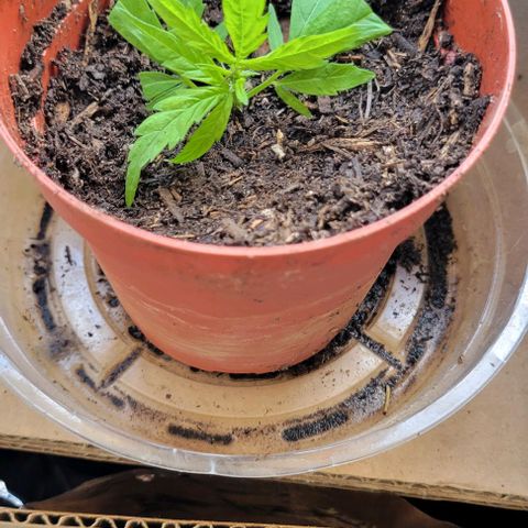 Sky OG. growlog photo: Removed the premie babies from the top conopie of the mama plant. Off they go the grow tent #2 with other siblings! Hoping they stick. 