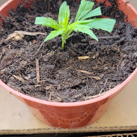 Sky OG. growlog photo: Removed the premie babies from the top conopie of the mama plant. Off they go the grow tent #2 with other siblings! Hoping they stick. 