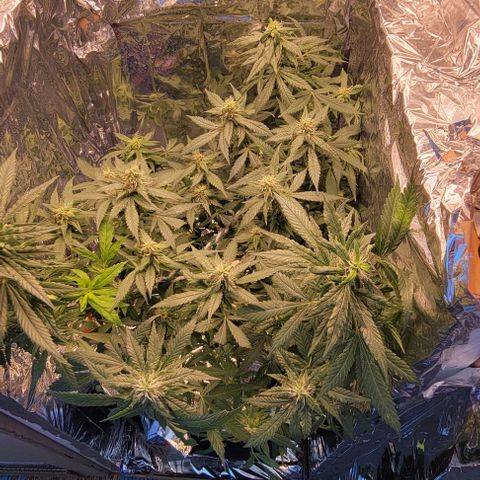 Sky OG. growlog photo: Before trimming off the baby clones. Julius clone #7 and Cesar clone #8. 