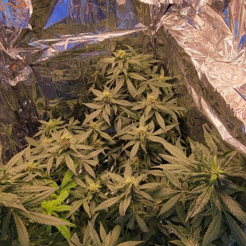 Sky OG. growlog photo: Before trimming off the baby clones. Julius clone #7 and Cesar clone #8. 