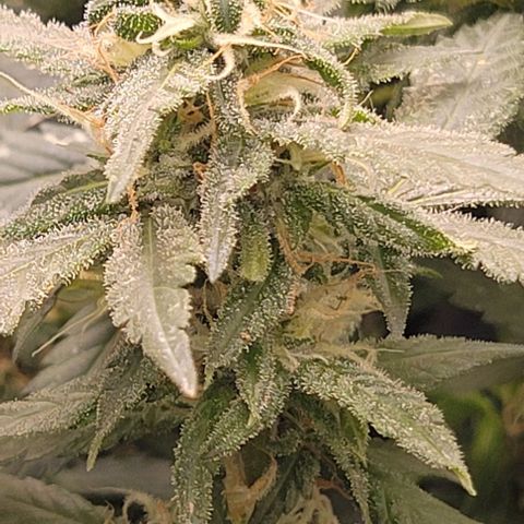 Sky OG. growlog timeline photo