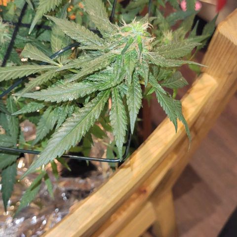 Sky OG. growlog photo: Last week or two for this mama plant. Watching her closely. Have this scrog until harvest. I know I'm gonna get a second wave with some of the lower branches are a little behind but healthy so those will get trimmed off much later so they can mature more. She smells soo good! And extremely sticky! 