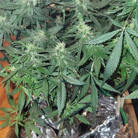 Sky OG. growlog photo: Last week or two for this mama plant. Watching her closely. Have this scrog until harvest. I know I'm gonna get a second wave with some of the lower branches are a little behind but healthy so those will get trimmed off much later so they can mature more. She smells soo good! And extremely sticky! 
