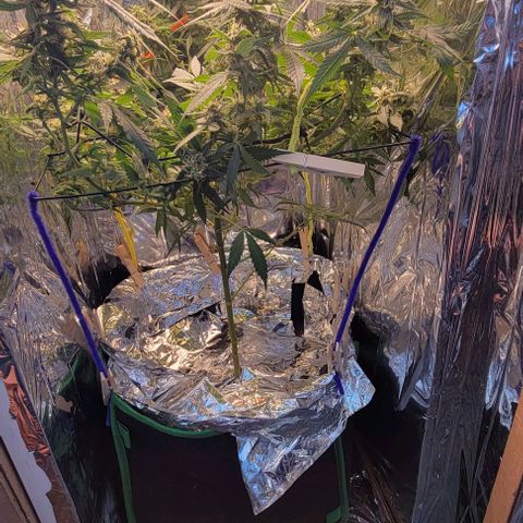 Sky OG. growlog photo: Last week or two for this mama plant. Watching her closely. Have this scrog until harvest. I know I'm gonna get a second wave with some of the lower branches are a little behind but healthy so those will get trimmed off much later so they can mature more. She smells soo good! And extremely sticky! 