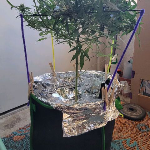 Sky OG. growlog photo: Last week or two for this mama plant. Watching her closely. Have this scrog until harvest. I know I'm gonna get a second wave with some of the lower branches are a little behind but healthy so those will get trimmed off much later so they can mature more. She smells soo good! And extremely sticky! 