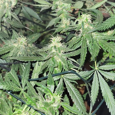 Sky OG. growlog photo: Last week or two for this mama plant. Watching her closely. Have this scrog until harvest. I know I'm gonna get a second wave with some of the lower branches are a little behind but healthy so those will get trimmed off much later so they can mature more. She smells soo good! And extremely sticky! 
