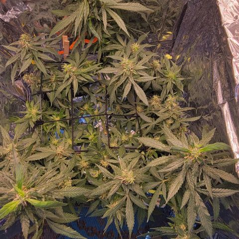 Sky OG. growlog photo: Last week or two for this mama plant. Watching her closely. Have this scrog until harvest. I know I'm gonna get a second wave with some of the lower branches are a little behind but healthy so those will get trimmed off much later so they can mature more. She smells soo good! And extremely sticky! 