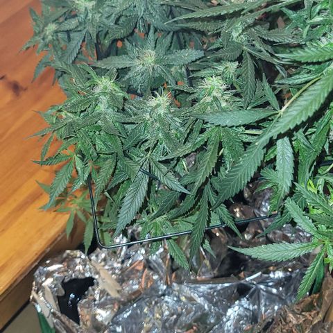 Sky OG. growlog photo: Last week or two for this mama plant. Watching her closely. Have this scrog until harvest. I know I'm gonna get a second wave with some of the lower branches are a little behind but healthy so those will get trimmed off much later so they can mature more. She smells soo good! And extremely sticky! 