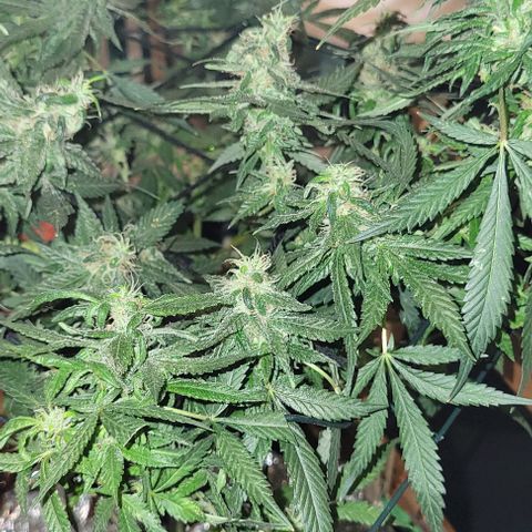 Sky OG. growlog photo: Last week or two for this mama plant. Watching her closely. Have this scrog until harvest. I know I'm gonna get a second wave with some of the lower branches are a little behind but healthy so those will get trimmed off much later so they can mature more. She smells soo good! And extremely sticky! 