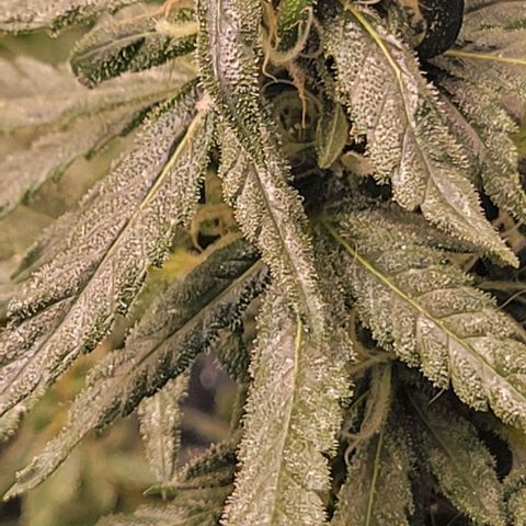 Sky OG. growlog timeline photo