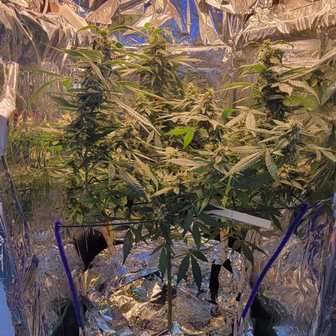 Sky OG. growlog photo: Closer look at the size of some of the Kolas. Largest one is about 5 inches long. .
Mediums ones at about 3.6 - 4 inches long. Smaller/ average ones are about 1.2 - 2 inches long. 
