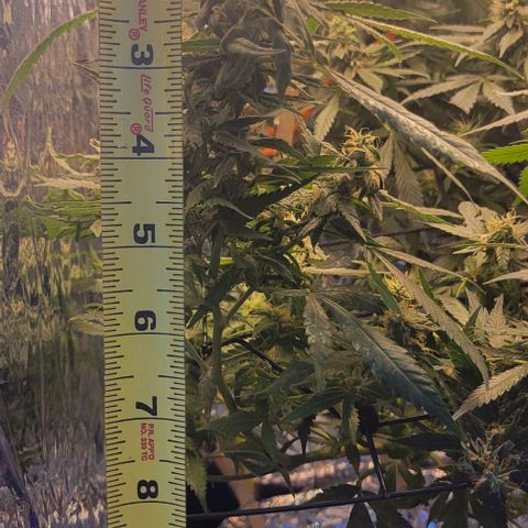 Sky OG. growlog photo: Closer look at the size of some of the Kolas. Largest one is about 5 inches long. .
Mediums ones at about 3.6 - 4 inches long. Smaller/ average ones are about 1.2 - 2 inches long. 