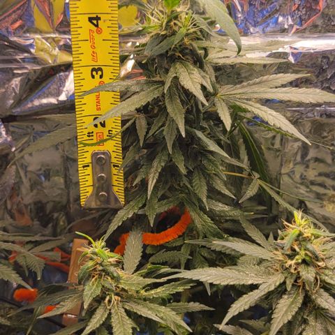 Sky OG. growlog photo: Closer look at the size of some of the Kolas. Largest one is about 5 inches long. .
Mediums ones at about 3.6 - 4 inches long. Smaller/ average ones are about 1.2 - 2 inches long. 