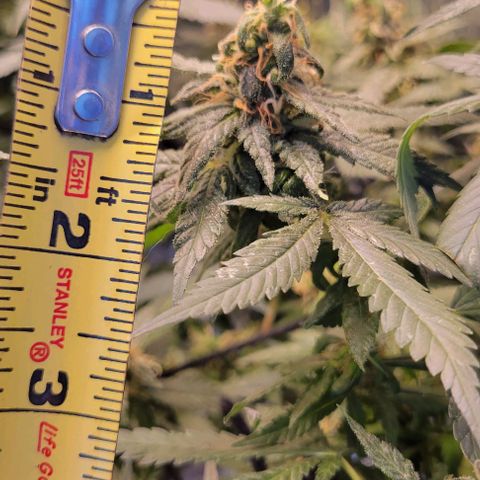 Sky OG. growlog photo: Smaller/ average ones 