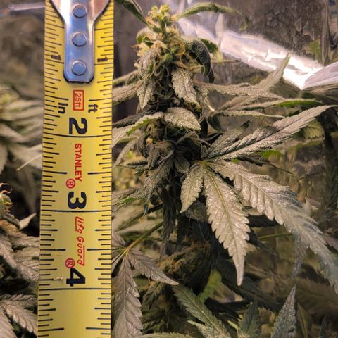 Sky OG. growlog photo: Medium  size one