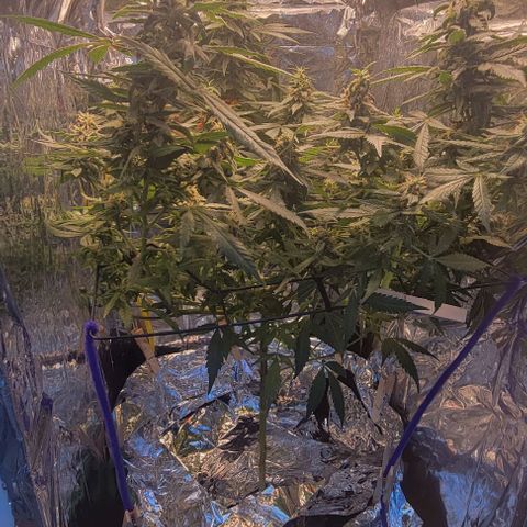 Sky OG. growlog photo: Before chopping the top braches off, she is so sparkly, smelly, sticky, and frosty! 