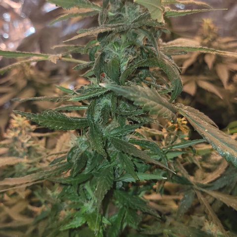 Sky OG. growlog photo: Before chopping the top braches off, she is so sparkly, smelly, sticky, and frosty! 