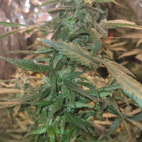 Sky OG. growlog photo: Before chopping the top braches off, she is so sparkly, smelly, sticky, and frosty! 
