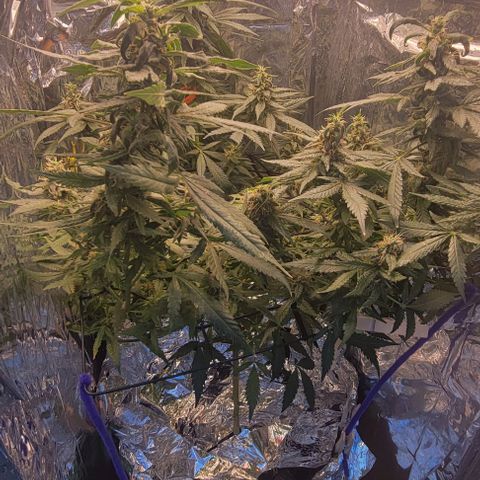 Sky OG. growlog photo: Before chopping the top braches off, she is so sparkly, smelly, sticky, and frosty! 
