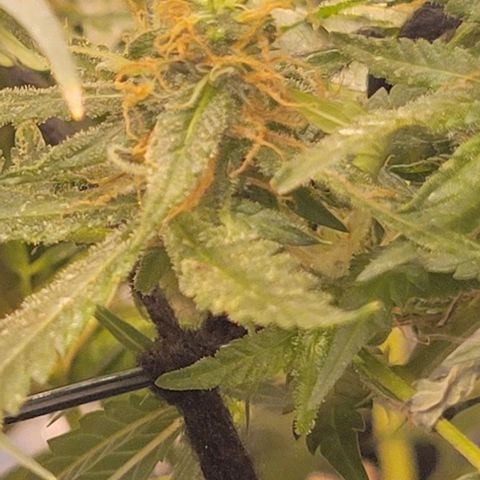 Sky OG. growlog photo: Before chopping the top braches off, she is so sparkly, smelly, sticky, and frosty! 
