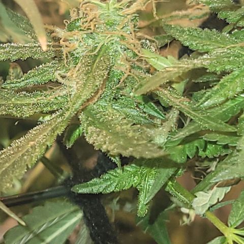 Sky OG. growlog photo: Before chopping the top braches off, she is so sparkly, smelly, sticky, and frosty! 