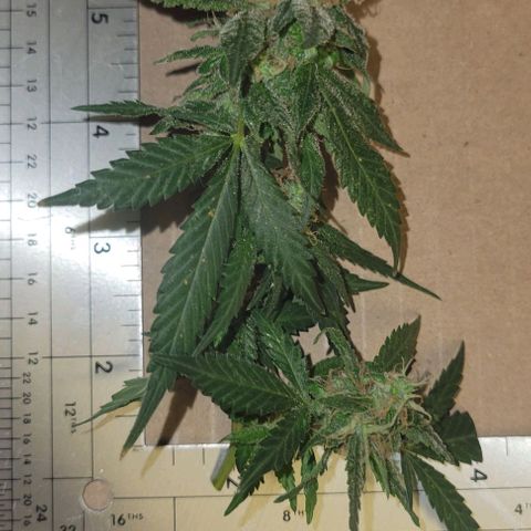 Sky OG. growlog photo: Some of cut branches ready for hanging. Large ones, medium ones, and small ones. 