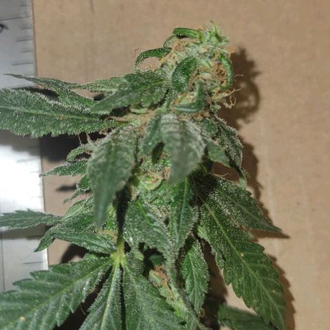 Sky OG. growlog photo: Some of cut branches ready for hanging. Large ones, medium ones, and small ones. 