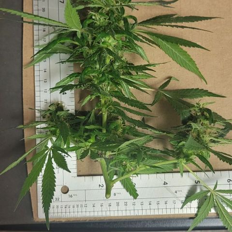 Sky OG. growlog photo: Some of cut branches ready for hanging. Large ones, medium ones, and small ones. 