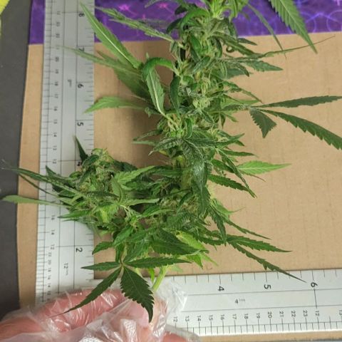 Sky OG. growlog photo: Some of cut branches ready for hanging. Large ones, medium ones, and small ones. 