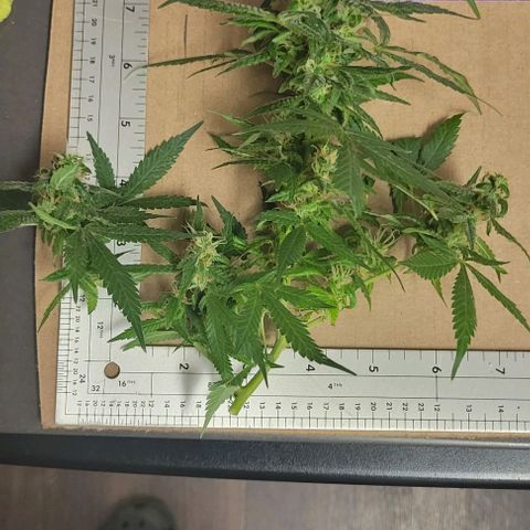 Sky OG. growlog photo: Some of cut branches ready for hanging. Large ones, medium ones, and small ones. 
