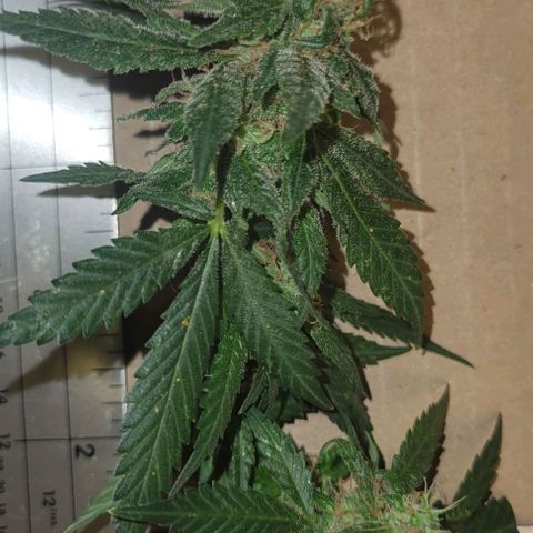 Sky OG. growlog photo: Some of cut branches ready for hanging. Large ones, medium ones, and small ones. 