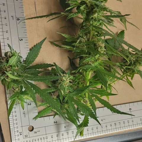 Sky OG. growlog photo: Some of cut branches ready for hanging. Large ones, medium ones, and small ones. 