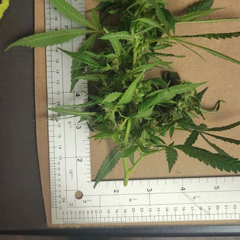 Sky OG. growlog photo: Some of cut branches ready for hanging. Large ones, medium ones, and small ones. 