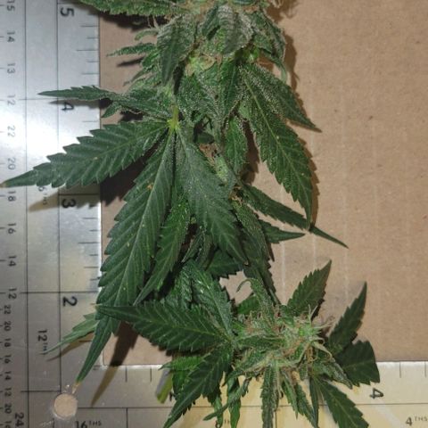 Sky OG. growlog photo: Some of cut branches ready for hanging. Large ones, medium ones, and small ones. 