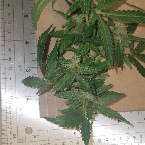 Sky OG. growlog photo: Some of cut branches ready for hanging. Large ones, medium ones, and small ones. 