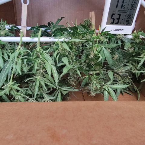 Sky OG. growlog photo: Yes, I used a Chewy box! Lol. But worked out perfectly for the batch size. 2 full hangers on the first batch of mama plant. 
