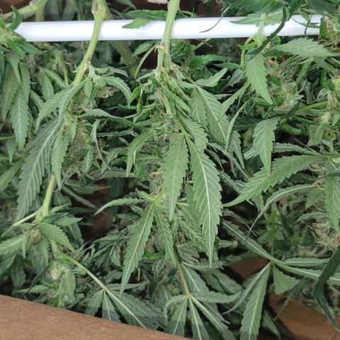 Sky OG. growlog photo: Yes, I used a Chewy box! Lol. But worked out perfectly for the batch size. 2 full hangers on the first batch of mama plant. 