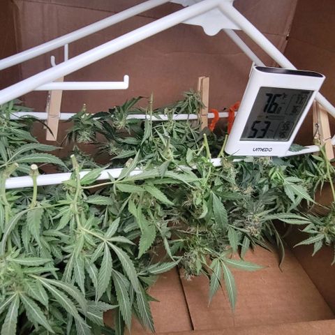 Sky OG. growlog photo: Yes, I used a Chewy box! Lol. But worked out perfectly for the batch size. 2 full hangers on the first batch of mama plant. 