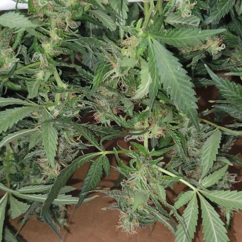 Sky OG. growlog photo: Yes, I used a Chewy box! Lol. But worked out perfectly for the batch size. 2 full hangers on the first batch of mama plant. 
