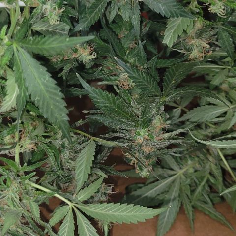 Sky OG. growlog photo: Yes, I used a Chewy box! Lol. But worked out perfectly for the batch size. 2 full hangers on the first batch of mama plant. 