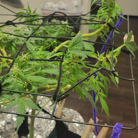 Sky OG. growlog photo: The bottom part of mama plant still flowering so will see if we can get a second batch in a week or more, only about 30-40% of the hairs have turned color. 
