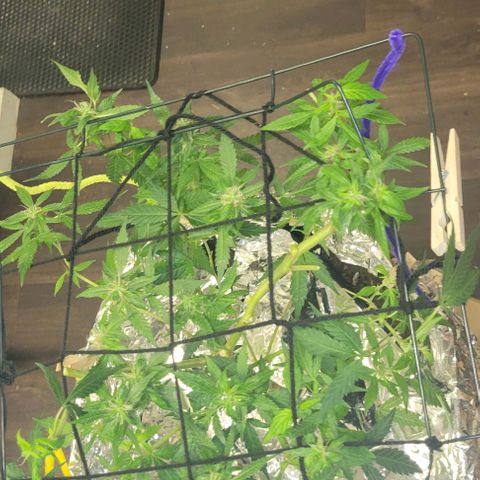 Sky OG. growlog photo: The bottom part of mama plant still flowering so will see if we can get a second batch in a week or more, only about 30-40% of the hairs have turned color. 