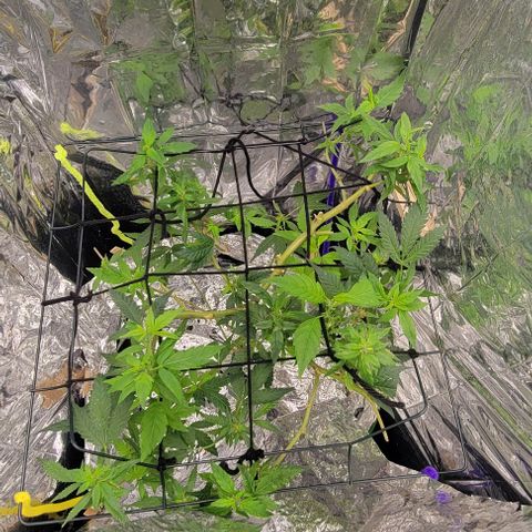 Sky OG. growlog photo: What's left of mama plant. Let's hope this re- flourishes and maybe I can fill out the trellis space again. 