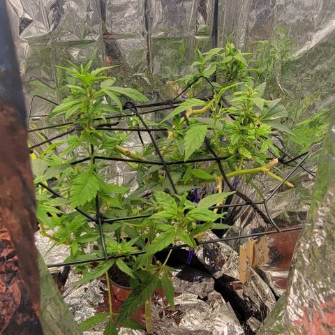 Sky OG. growlog photo: A whole cycle with the new 1000W lights + Nutes = all the new growth nodes have doubled and tripled in height on some! 