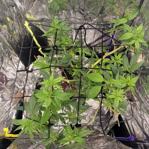 Sky OG. growlog photo: A whole cycle with the new 1000W lights + Nutes = all the new growth nodes have doubled and tripled in height on some! 